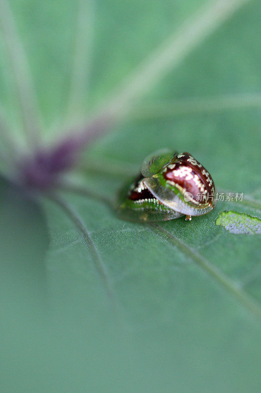 罕见的龟甲虫，Cassida Compuncta，在红薯叶上交配